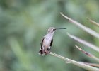 Black-chinned Hummingbird (17)