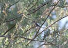 Black-chinned Hummingbird (2)