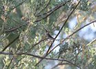 Black-chinned Hummingbird (3)