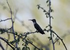 Black-chinned Hummingbird (4)