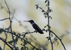 Black-chinned Hummingbird (5)