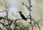 Black-chinned Hummingbird (6)
