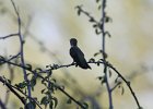 Black-chinned Hummingbird (7)