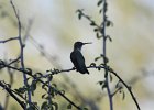 Black-chinned Hummingbird (8)