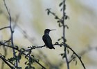Black-chinned Hummingbird (9)