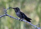 101Anna's Hummingbird