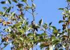 Anna's Hummingbird (18)
