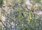 Anna's Hummingbird (2)