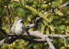 Anna's Hummingbird (21)