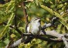 Anna's Hummingbird (23)