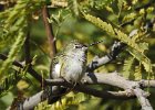 Anna's Hummingbird (24)
