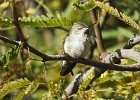 Anna's Hummingbird (25)