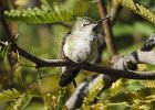 Anna's Hummingbird (26)