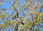 Anna's Hummingbird (28)