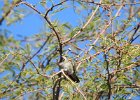 Anna's Hummingbird (29)