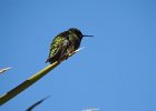 Anna's Hummingbird (32)