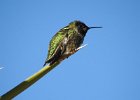 Anna's Hummingbird (33)