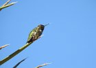 Anna's Hummingbird (34)