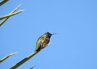 Anna's Hummingbird (35)