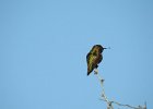 Anna's Hummingbird (38)