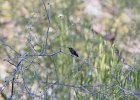 Anna's Hummingbird (4)