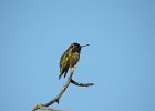 Anna's Hummingbird (41)
