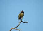 Anna's Hummingbird (42)