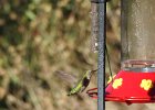 Anna's Hummingbird (43)
