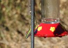 Anna's Hummingbird (44)
