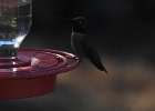 Anna's Hummingbird (45)