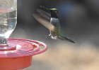 Anna's Hummingbird (46)