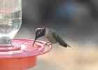 Anna's Hummingbird (47)
