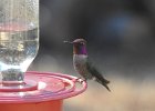 Anna's Hummingbird (48)