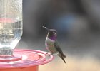 Anna's Hummingbird (49)