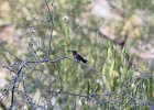 Anna's Hummingbird (5)