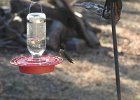 Anna's Hummingbird (50)