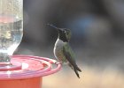 Anna's Hummingbird (51)