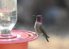 Anna's Hummingbird (52)