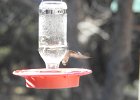 Anna's Hummingbird (53)