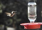 Anna's Hummingbird (54)