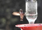 Anna's Hummingbird (56)