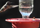 Anna's Hummingbird (57)