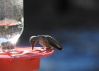 Anna's Hummingbird (58)
