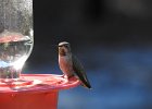 Anna's Hummingbird (59)