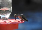 Anna's Hummingbird (60)