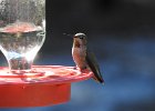 Anna's Hummingbird (61)