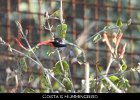 043 - 521 Costa's Hummingbird
