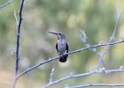 Costa's Hummingbird (1)