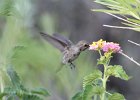 Costa's Hummingbird (10)
