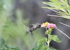 Costa's Hummingbird (11)
